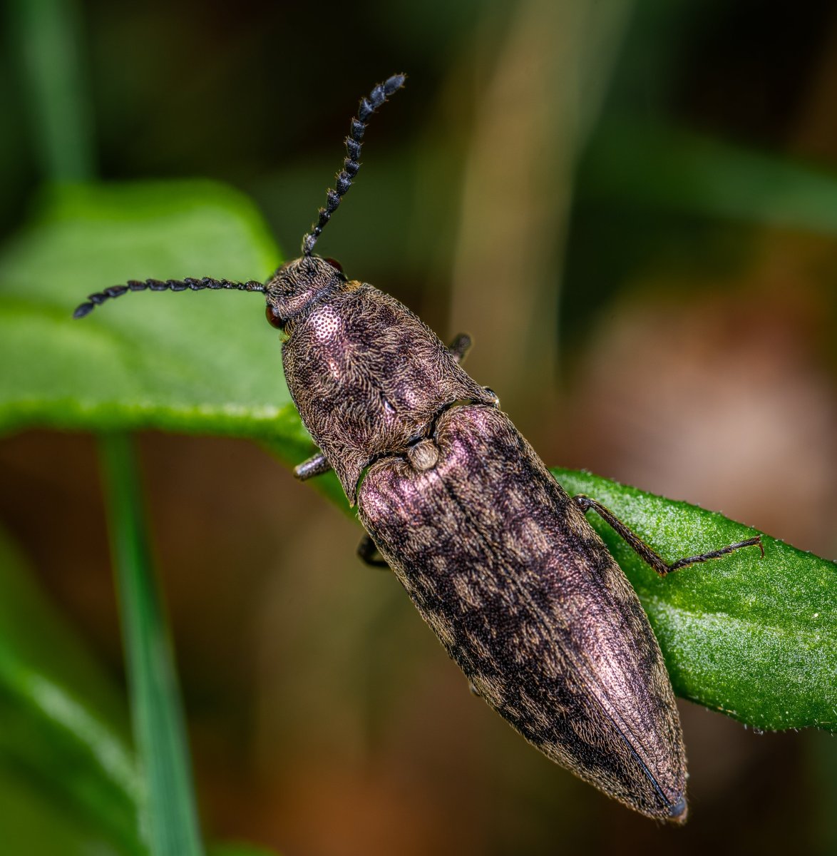 Пчела-плотник Xylocopa Valga
