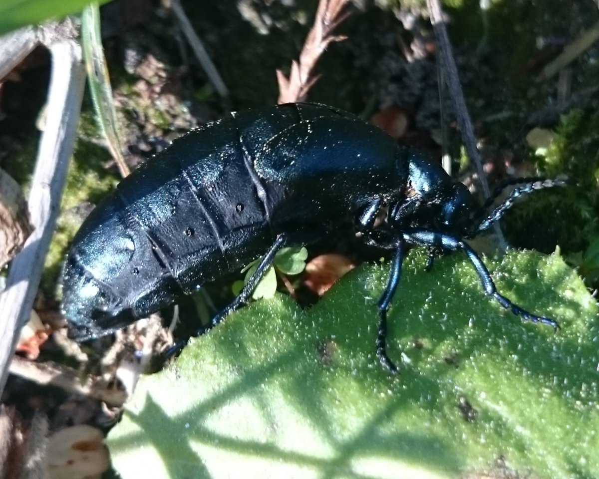 Плоский черный Жук с крыльями