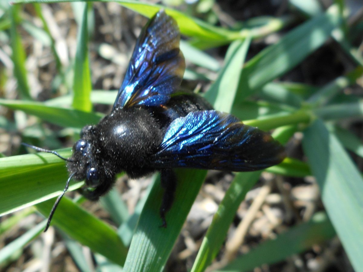 Жужелица Садовая - Carabus Hortensis