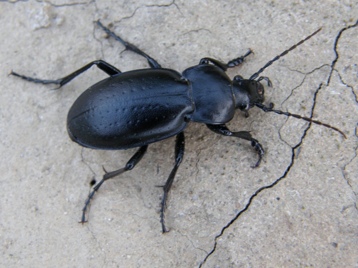 Жук чёрный небольшой с усами