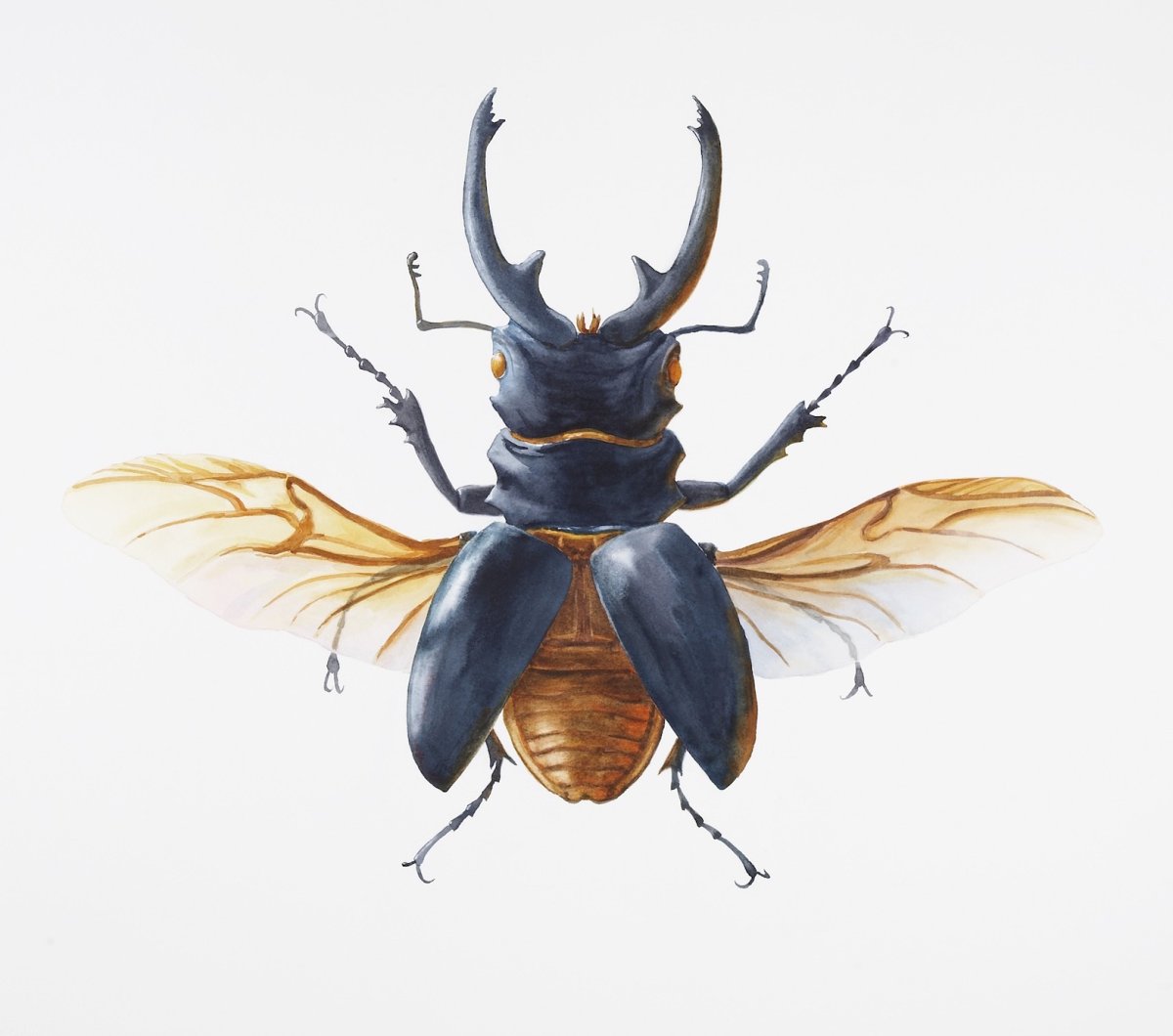 Большой черный Жук