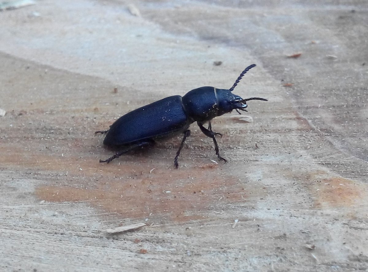 Черный Жук в белую крапинку