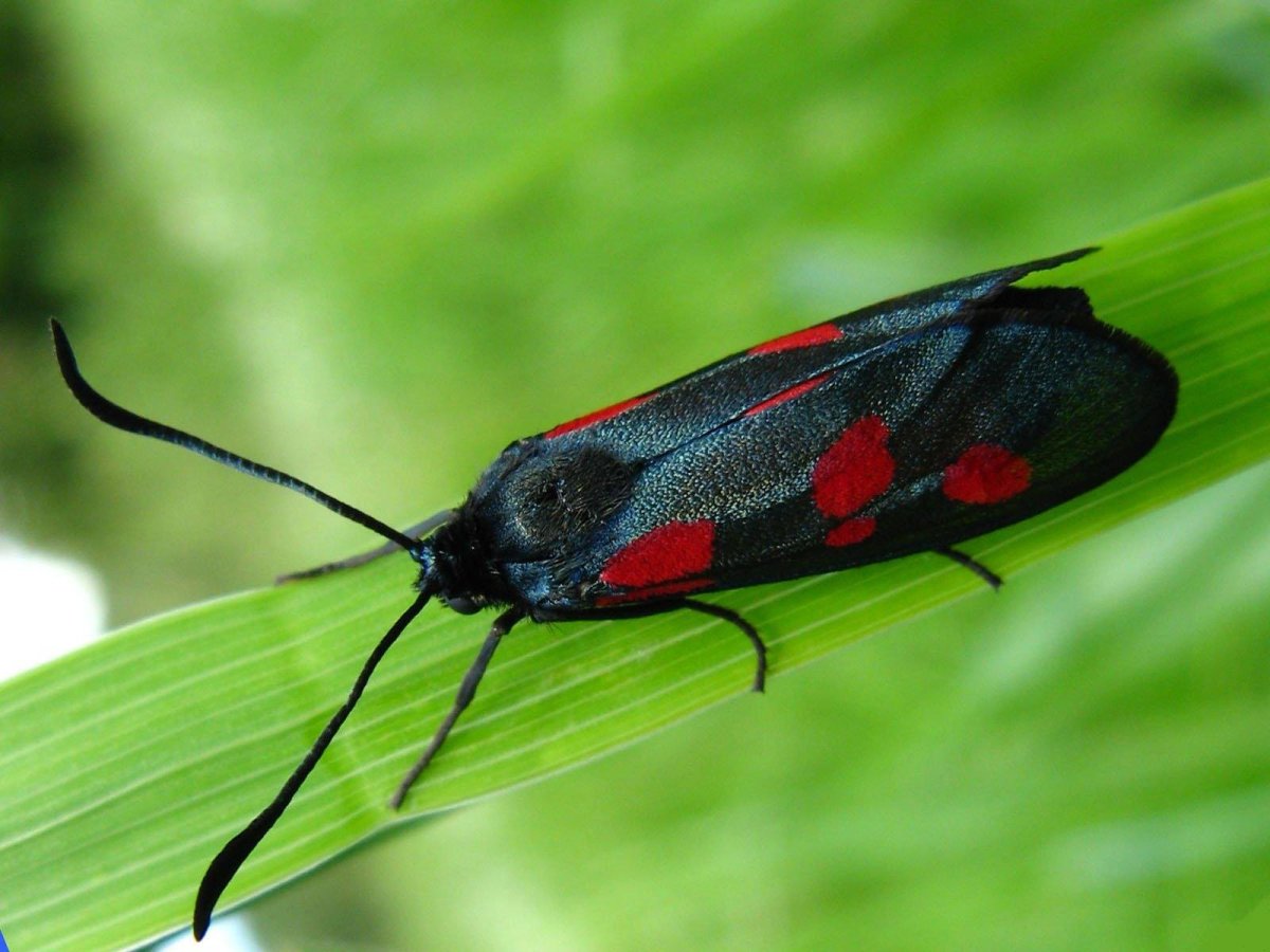 Черный Жук Франкавилла