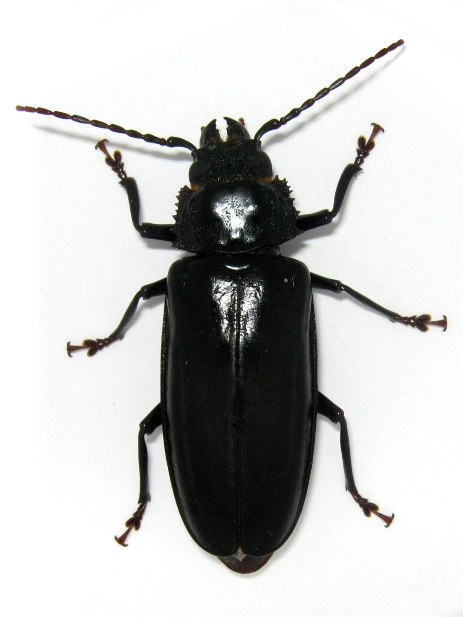 Жук носорог Крылья