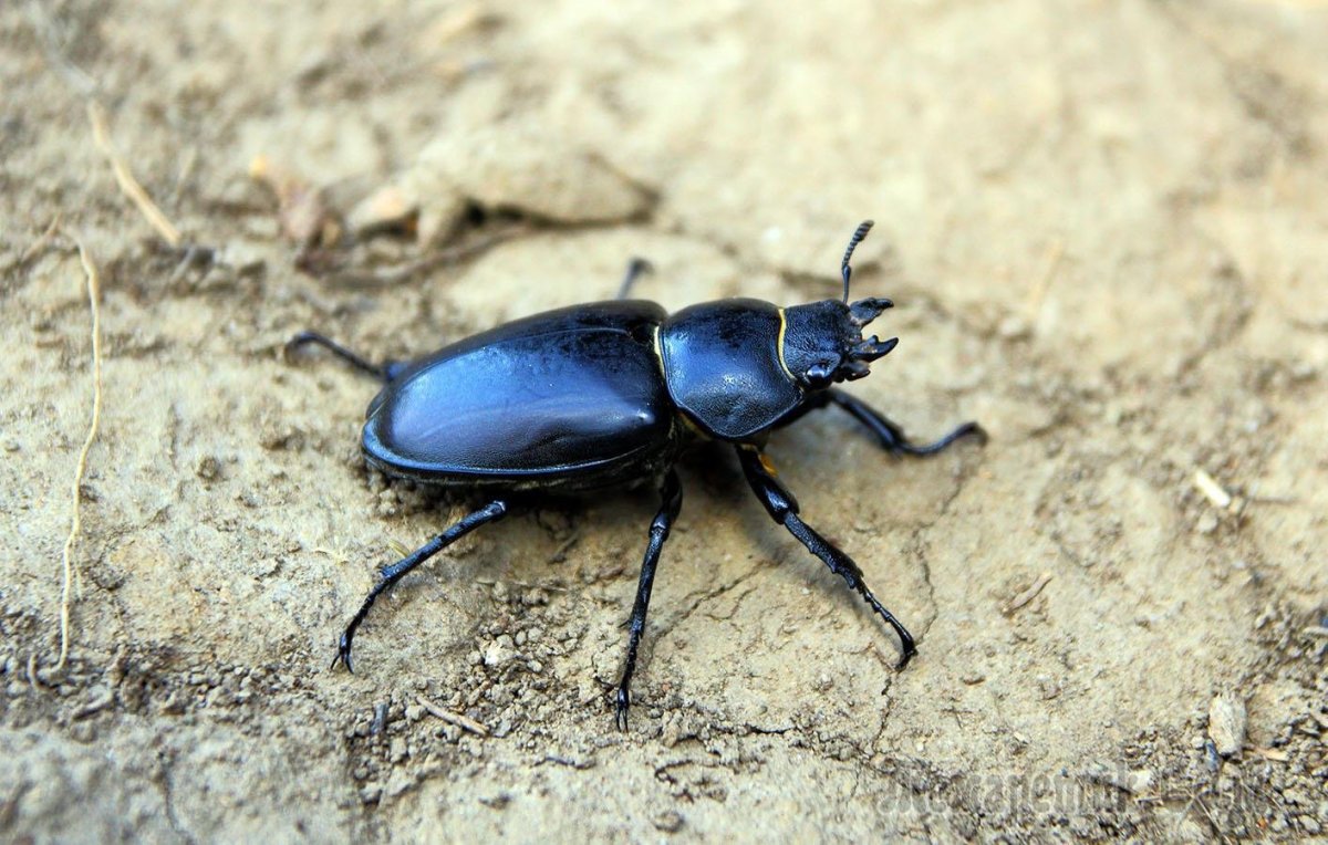 Жужелица Carabus granulatus