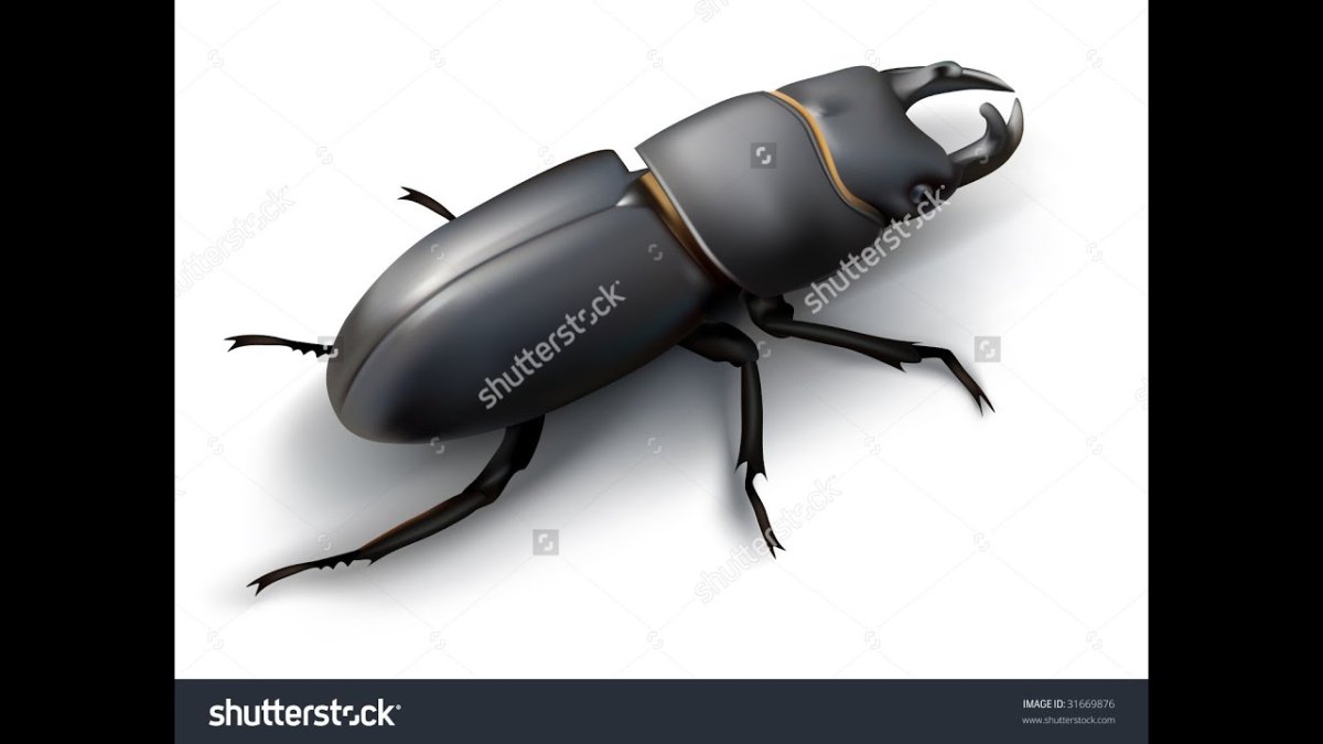 Черный Жук НАСЕКОМУС