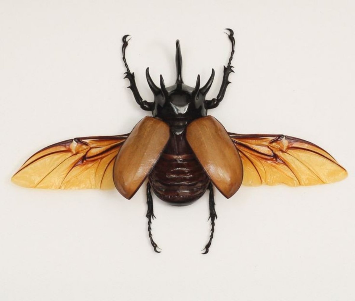 Черный овальный Жук