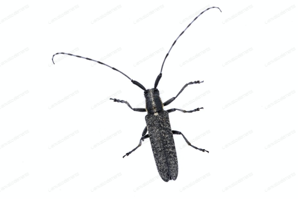 Жесткокрылые (Coleoptera)