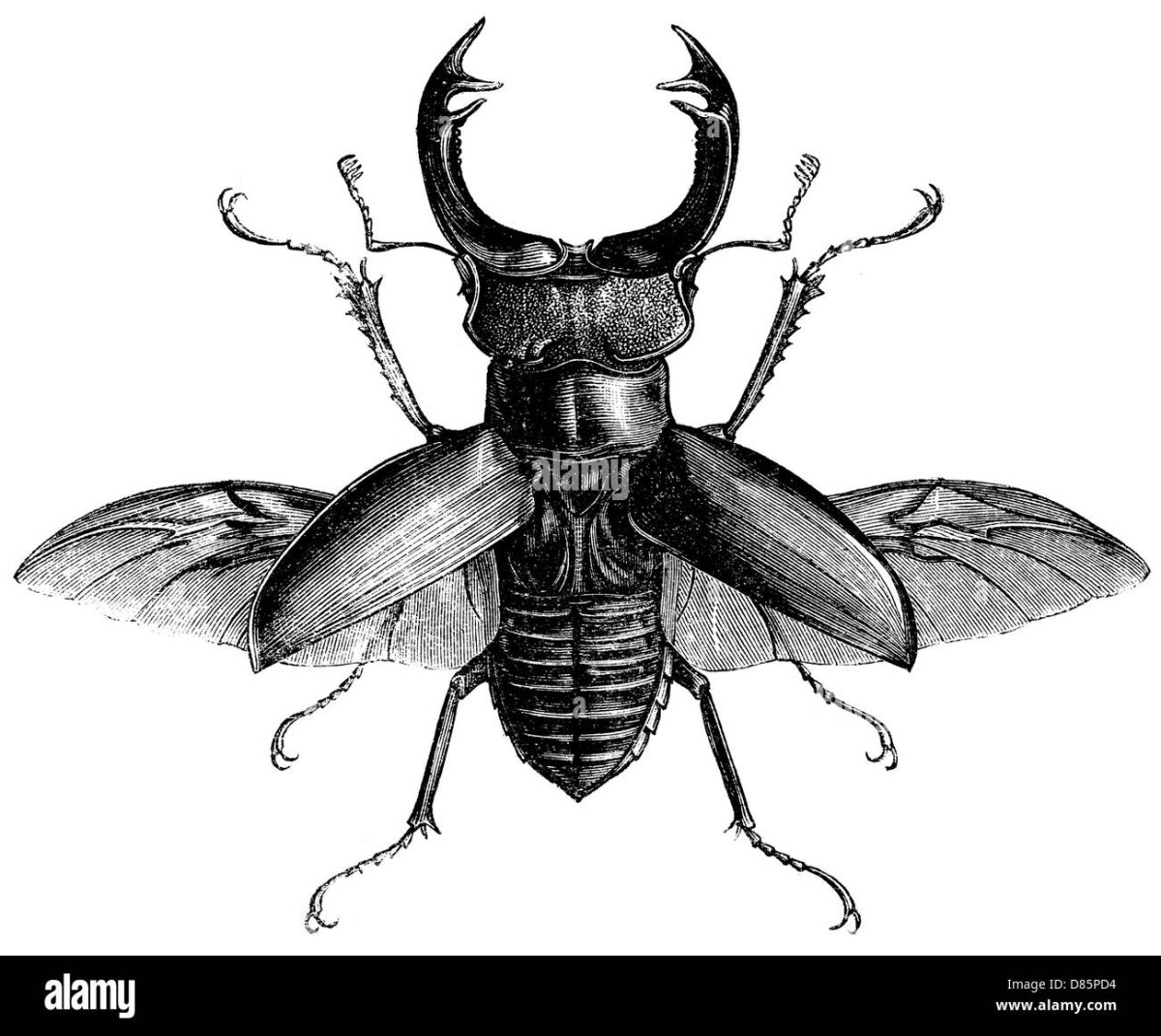 Жук с раскрытыми крыльями
