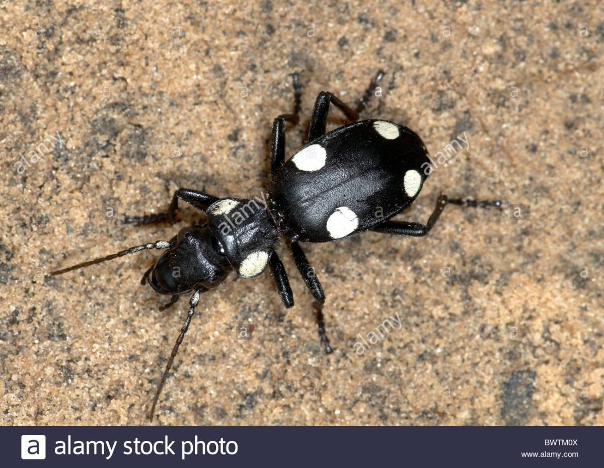 Черный Жук НАСЕКОМУС