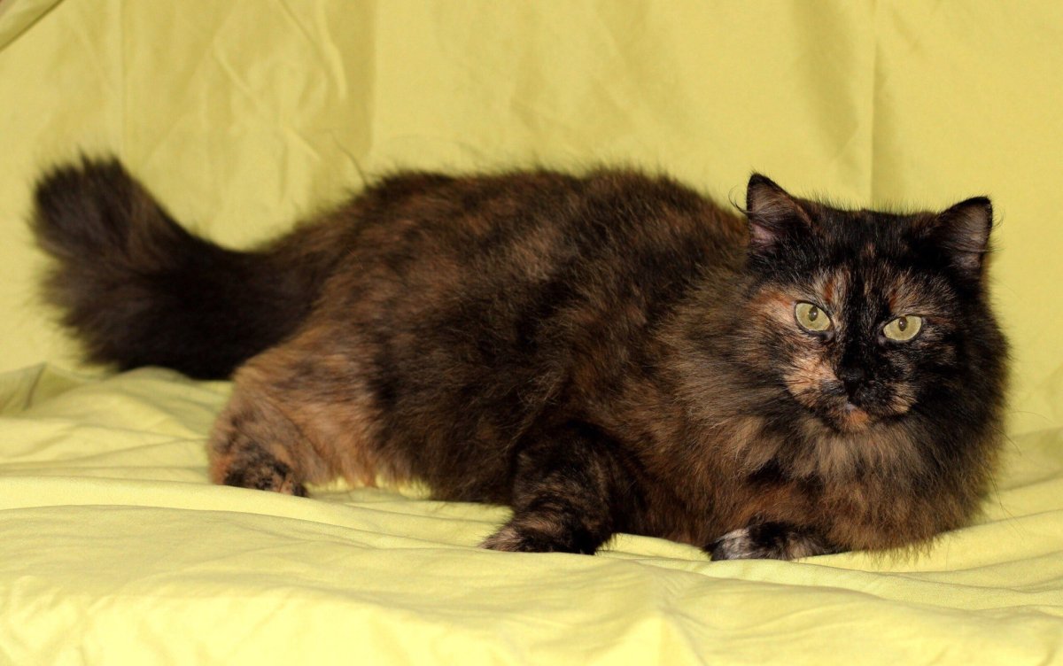 Сибирская черепаховая кошка