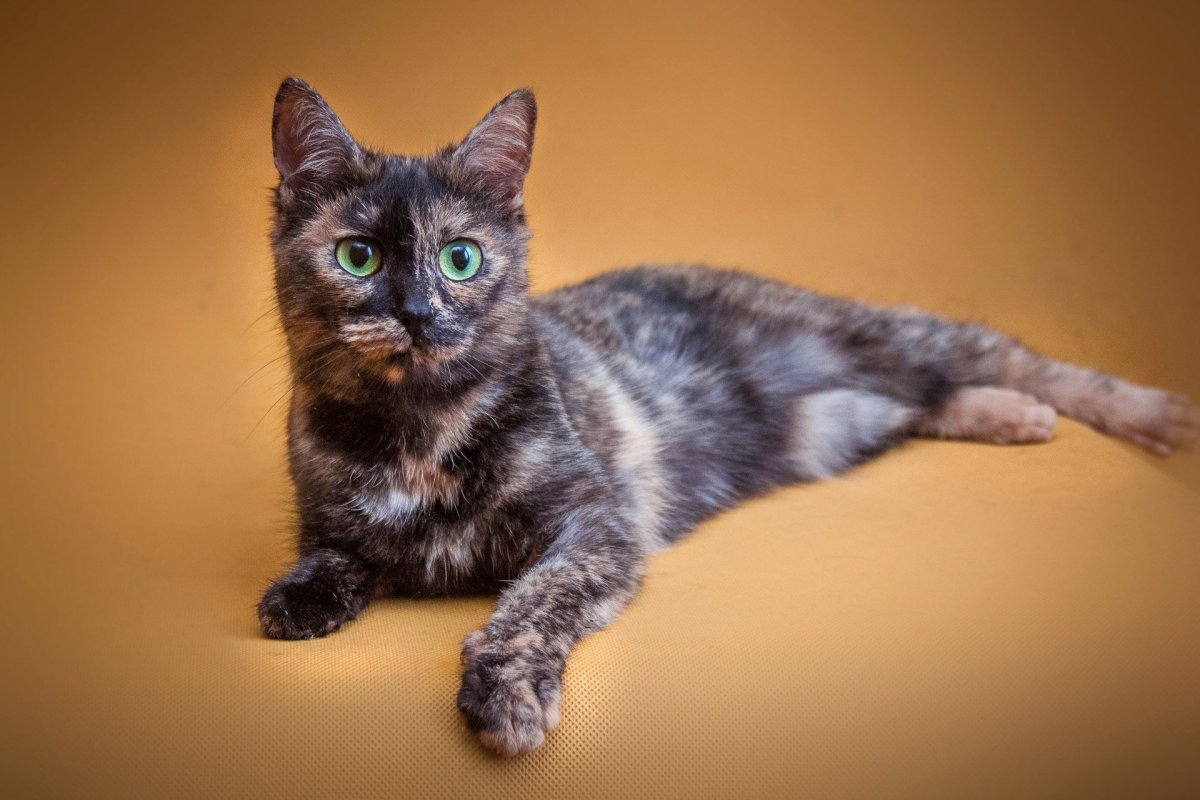 Сибирская кошка пушистая черепаховая