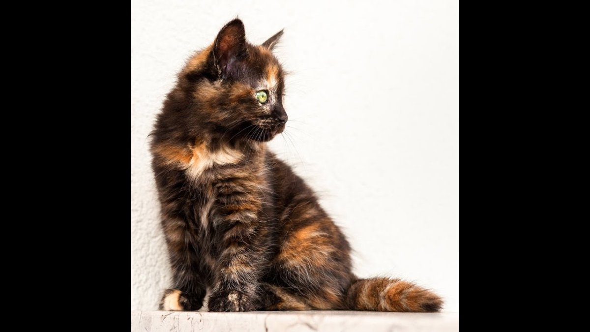 Сибирская черепаховая кошка