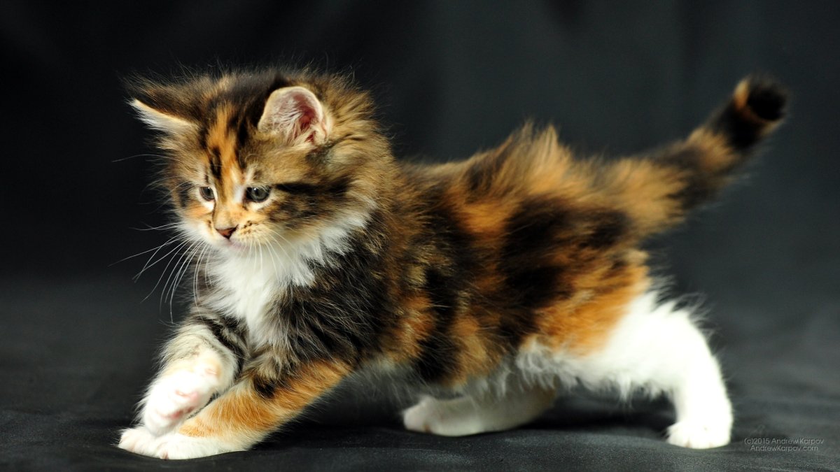 Сибирская кошка черепаховый окрас