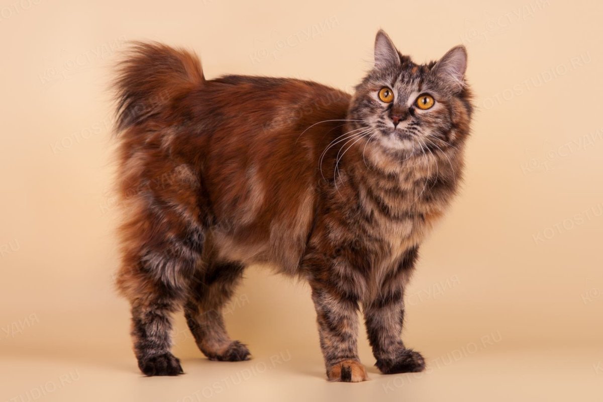 Сибирская черепаховая кошка