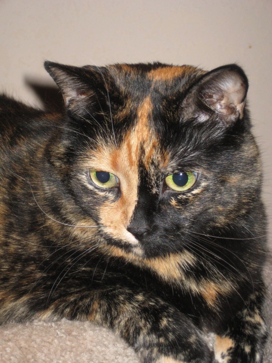 Экзот Браун табби