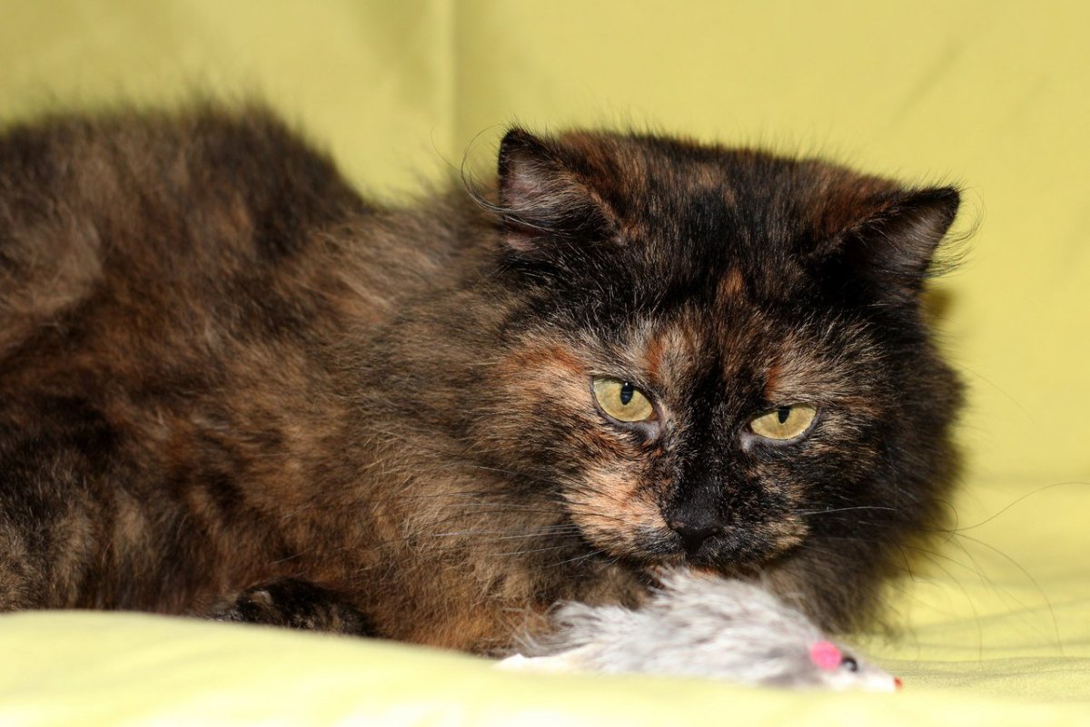 Девон рекс черепаховый