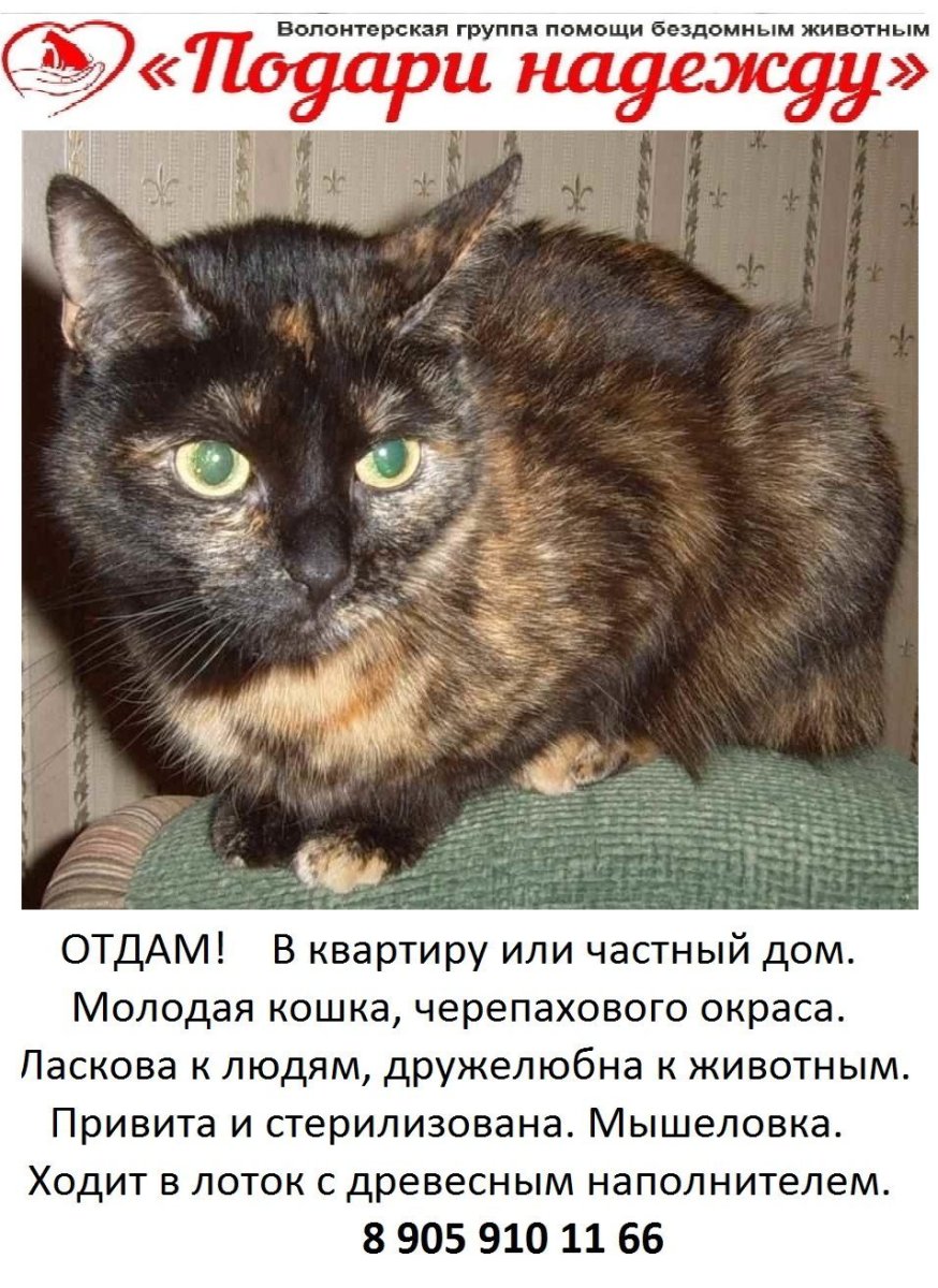 Европейская черепаховая кошка