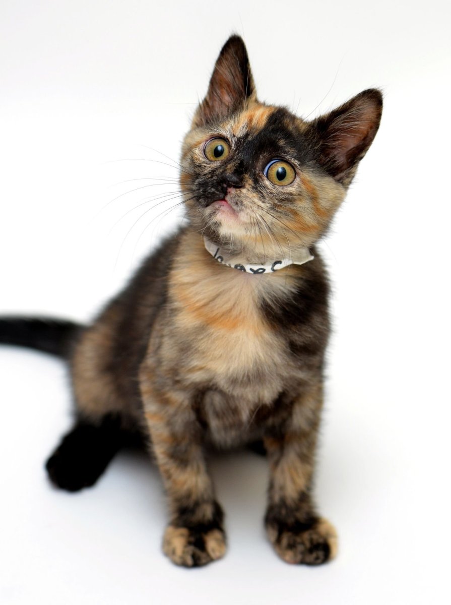 Черепаховая кошка Калико