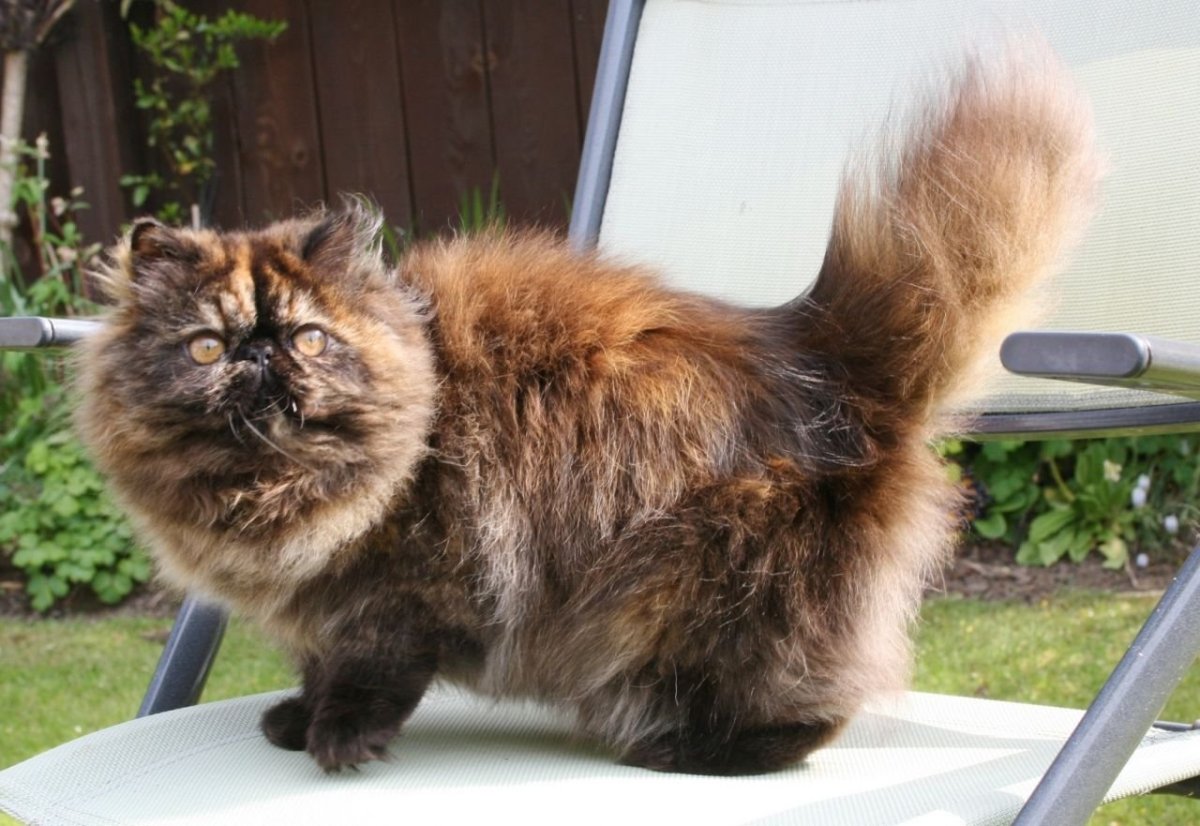 Морда кота черепаховая расцветка