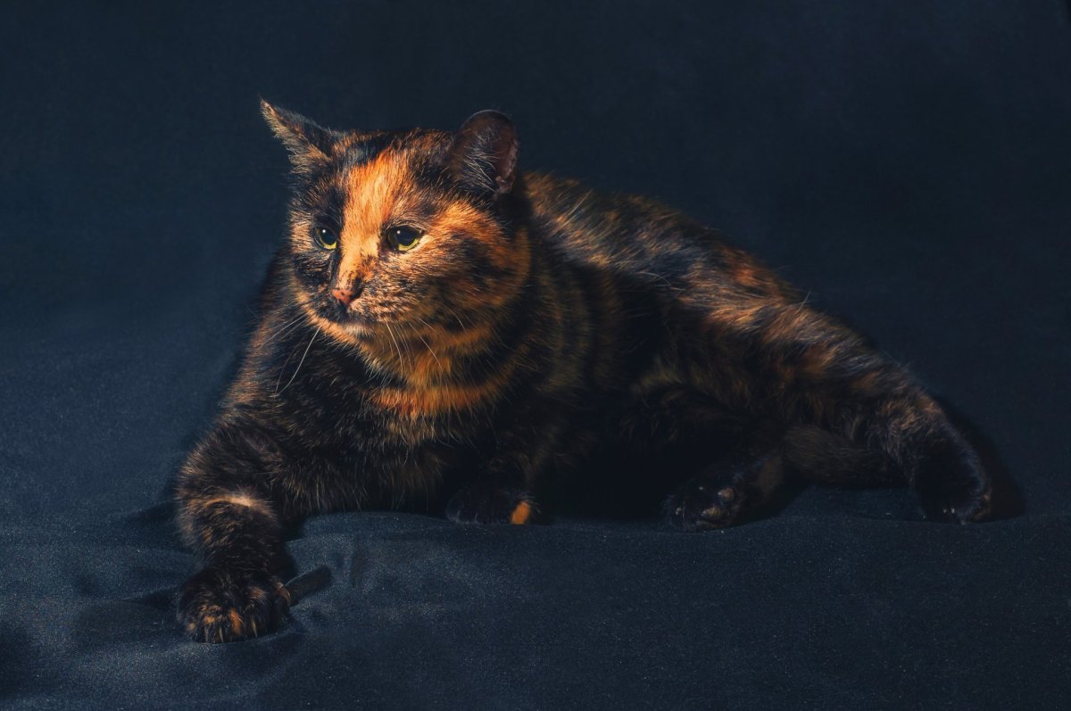 Tortoiseshell Cat порода