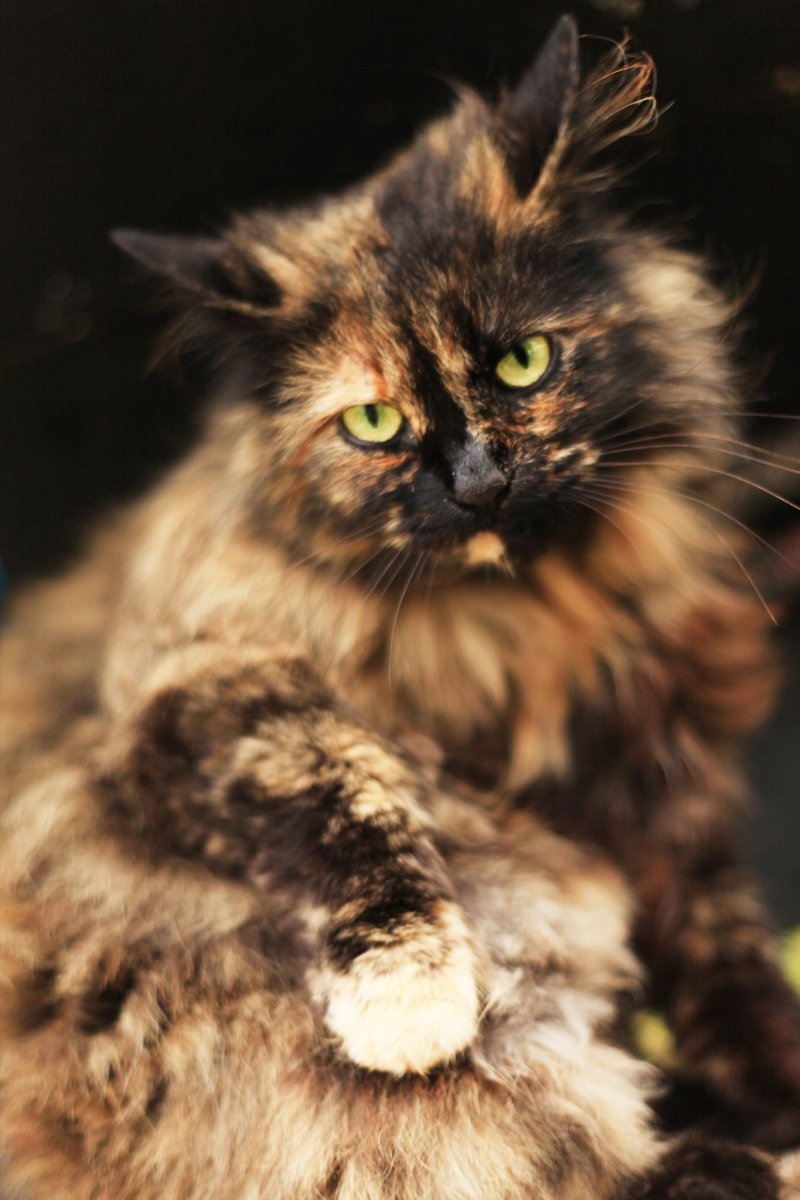 Сибирская кошка табби