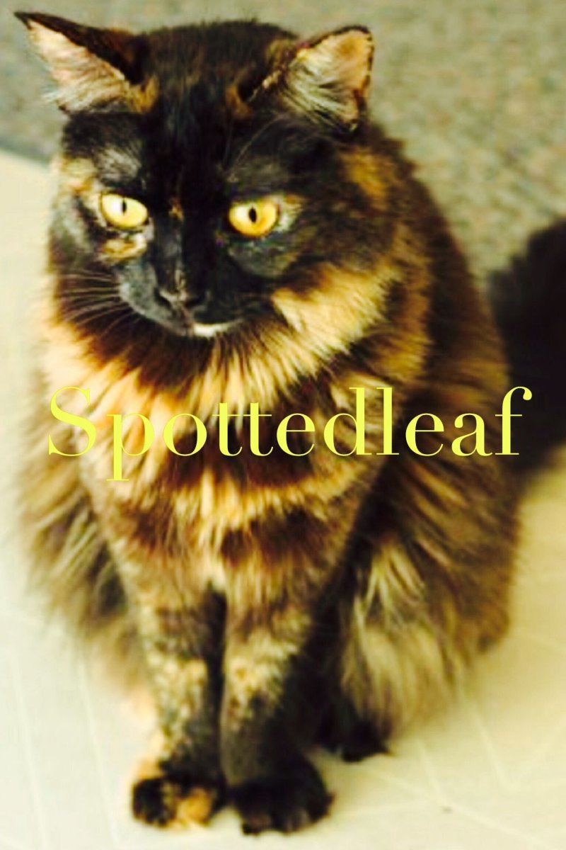 Сибирская кошка черепаховый окрас