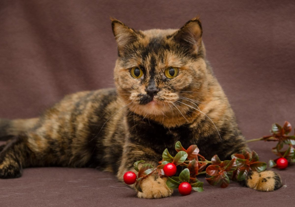 Хвост Мейн куна