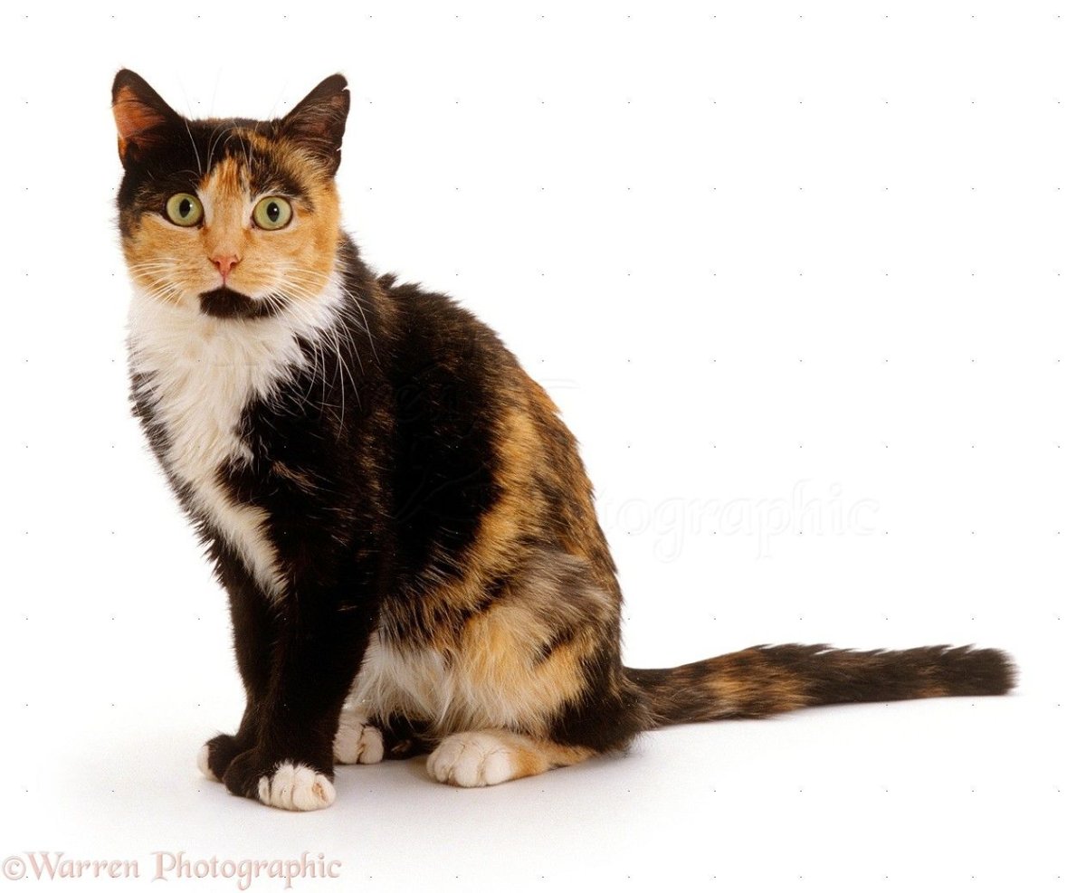 Персидская черепаховая кошка