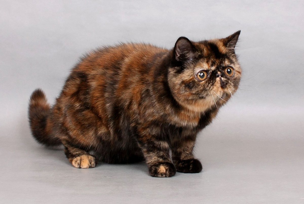 Персидская шиншилла черепахового окраса