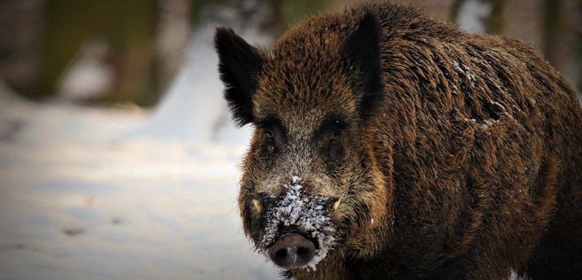 Порода свиней венгерская мангалица