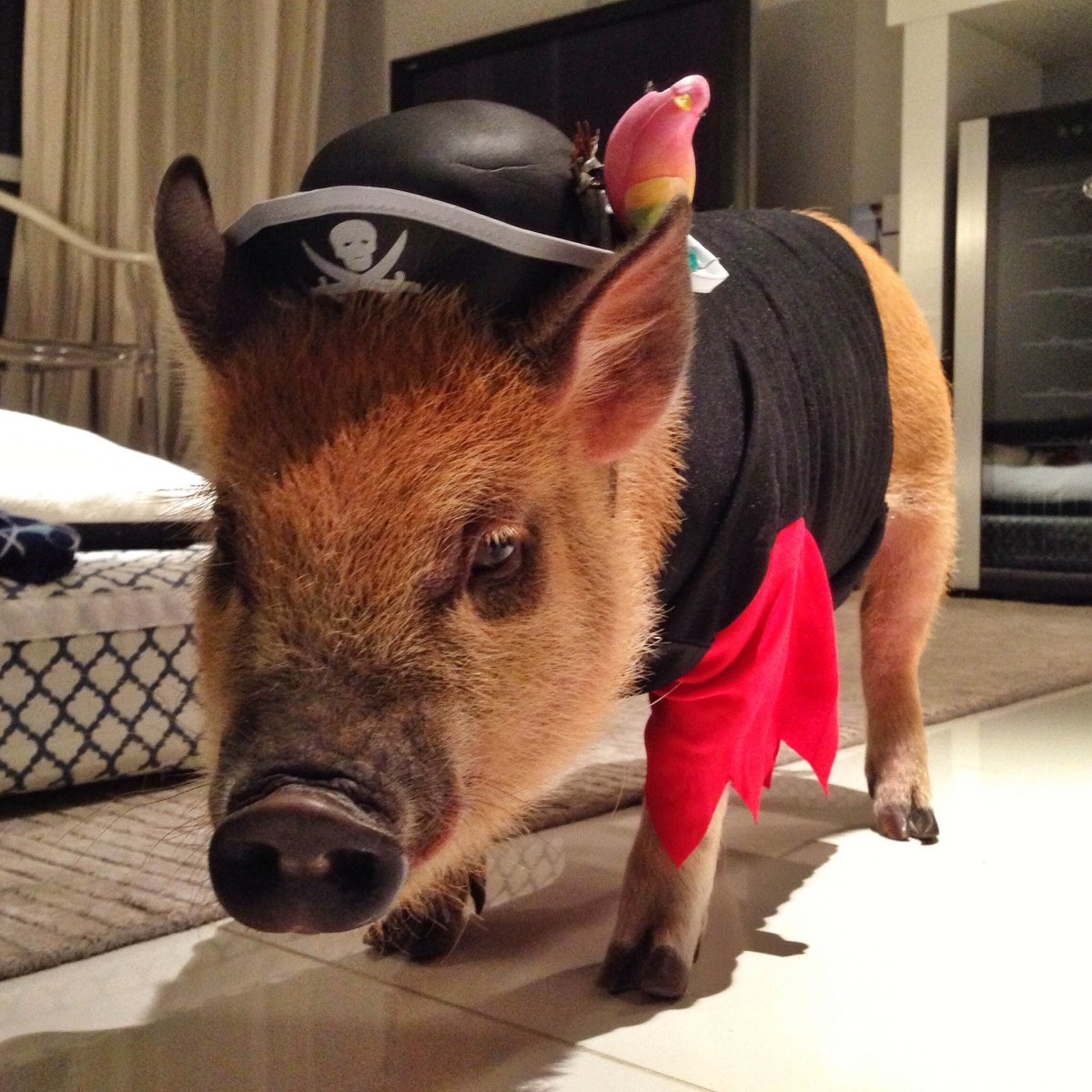 Свинка в одежде