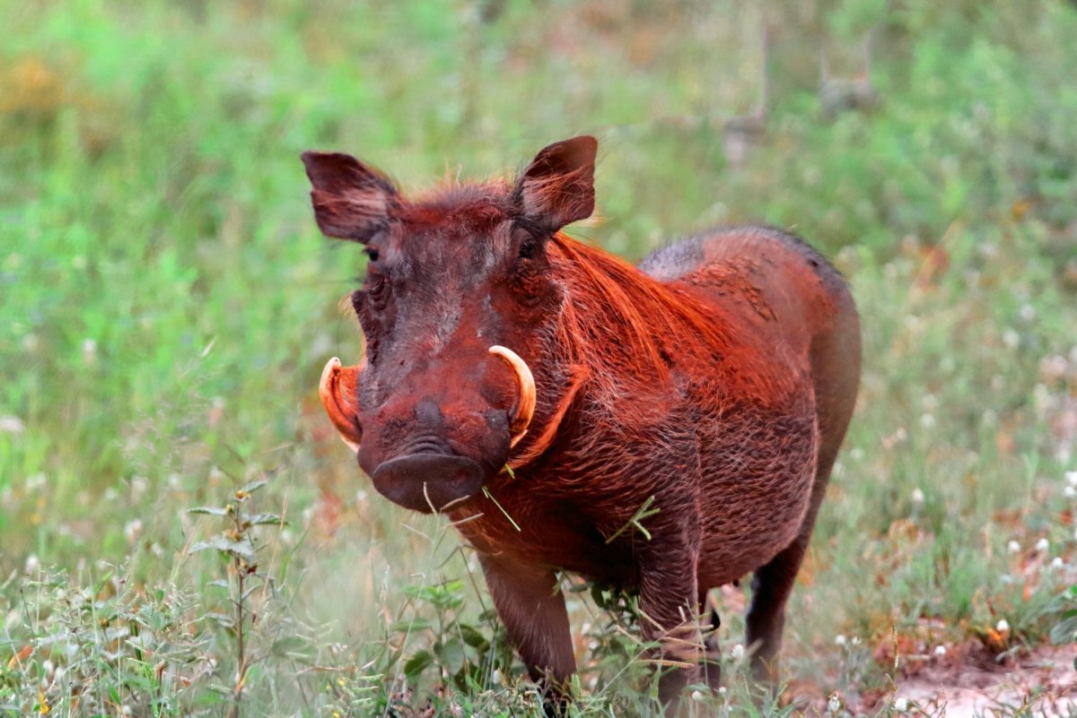 Секач бородавочник