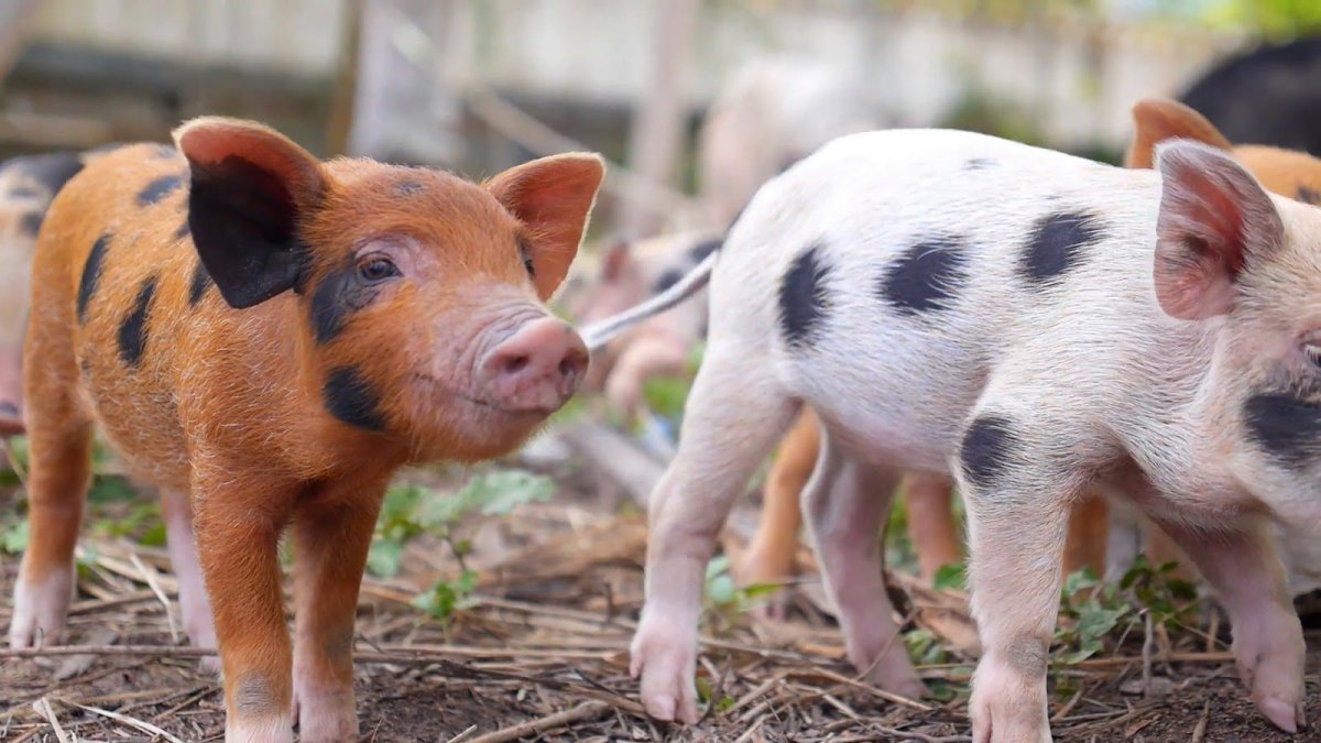 Красный поросенок