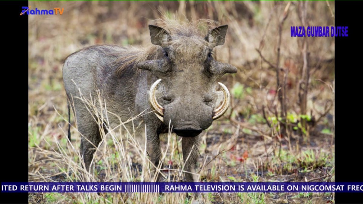 Кабан бородавочник