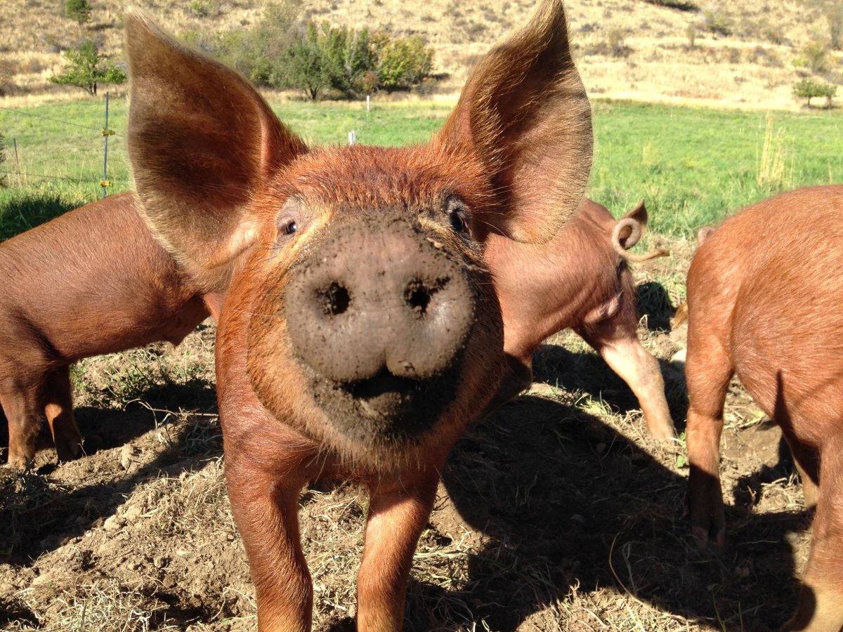 Пустынный бородавочник