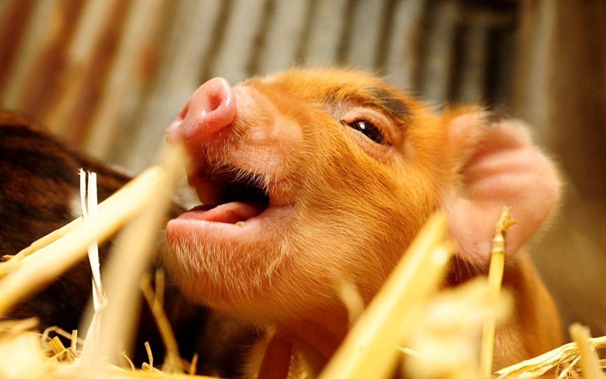 Рыжий поросенок