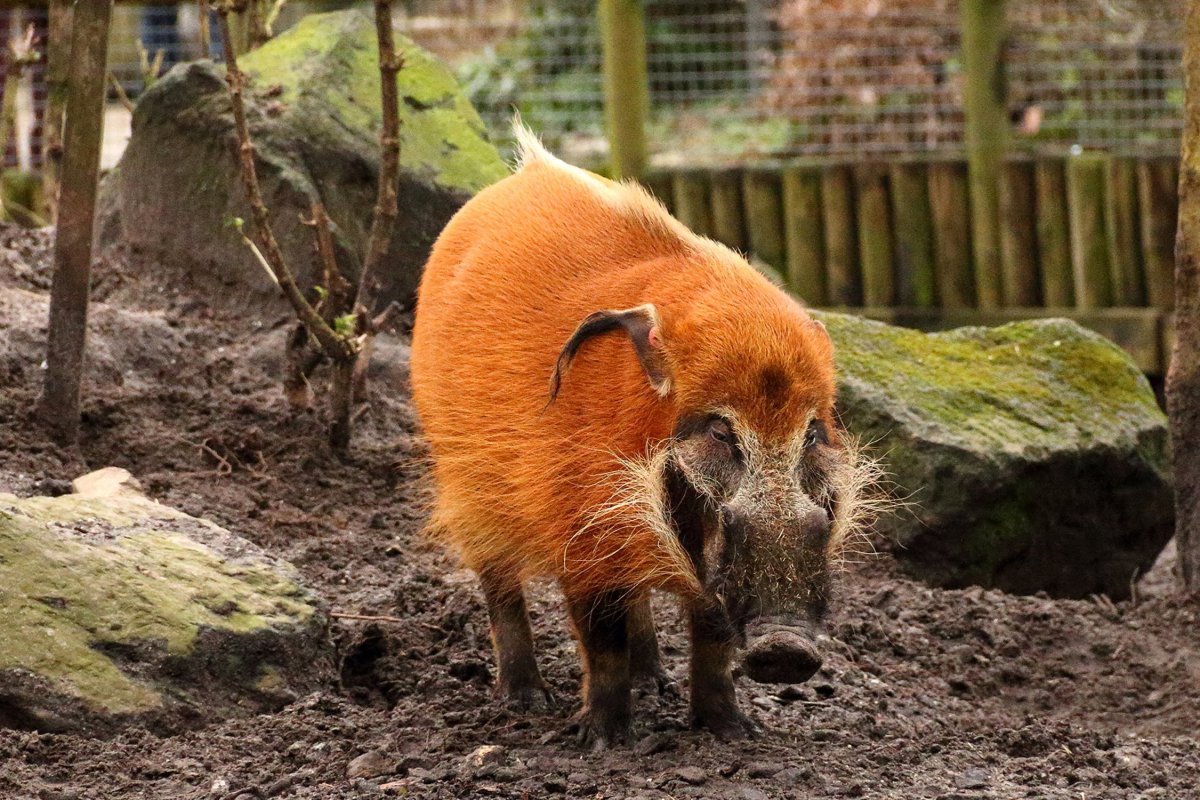 Рыжий кабан