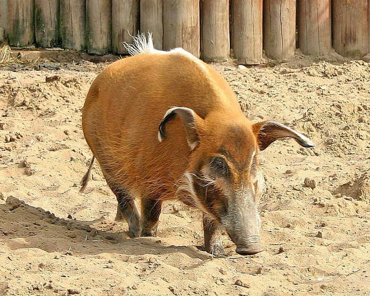 Вислоухая свинья