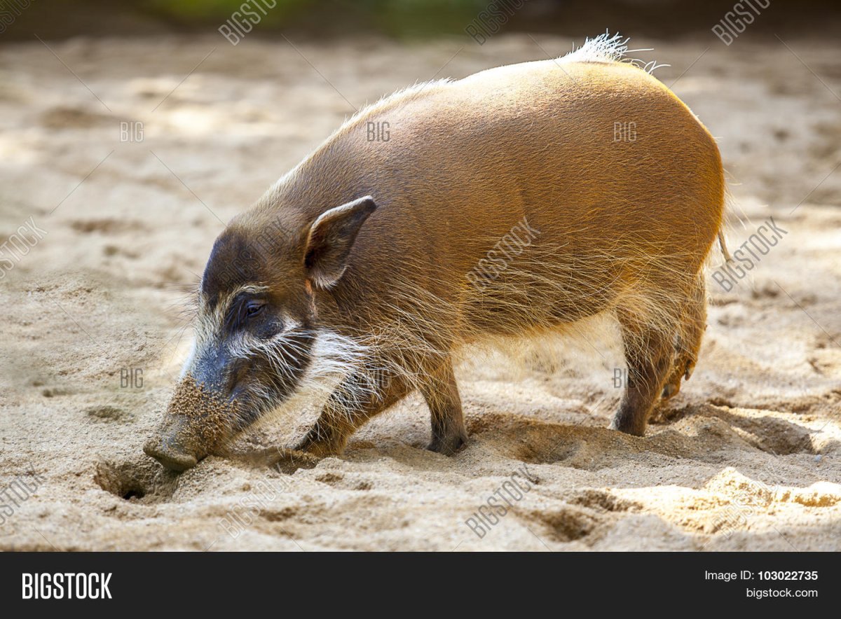 Рыжая свинья mammals