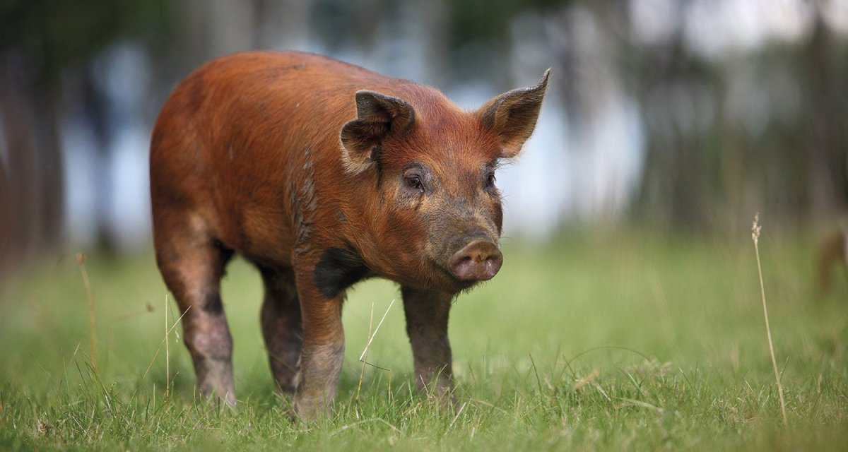 Поросята породы Темворс