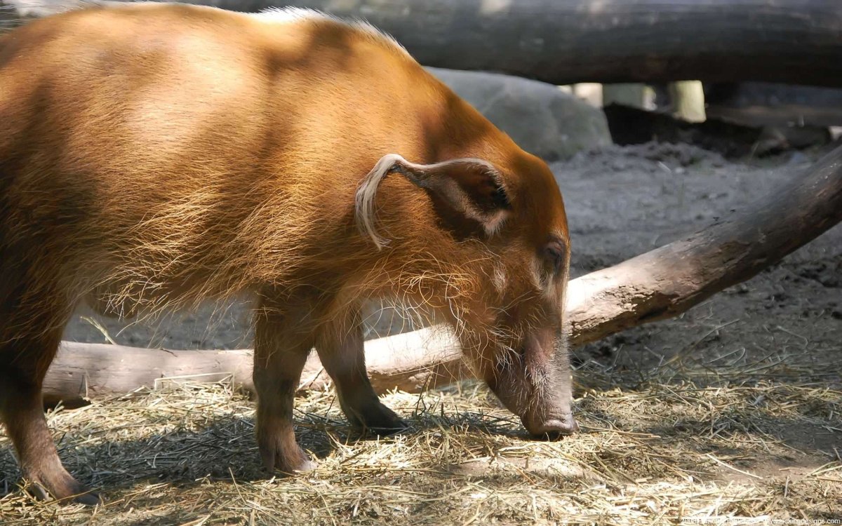 Кистеухая свинья с клыками