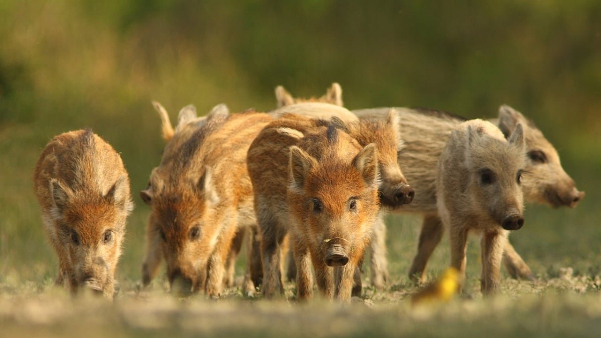 Кабан кабаниха и кабаненок