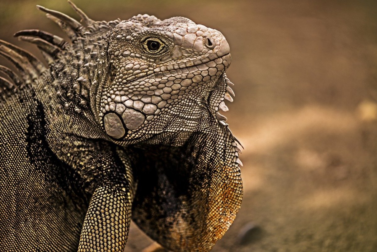 Игуана Африканская