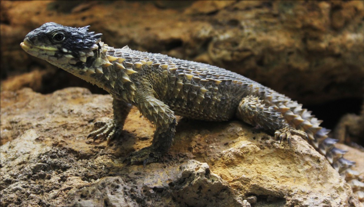 Покажи хищных ящериц