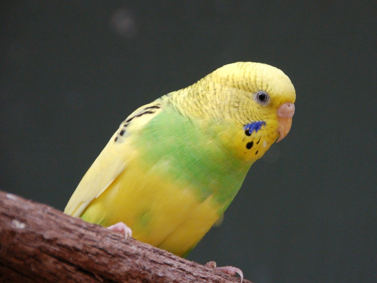 Волнистый попугайчик желтый