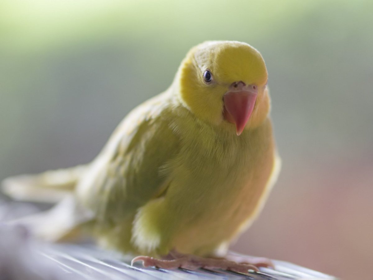 Волнистый попугайчик желтый