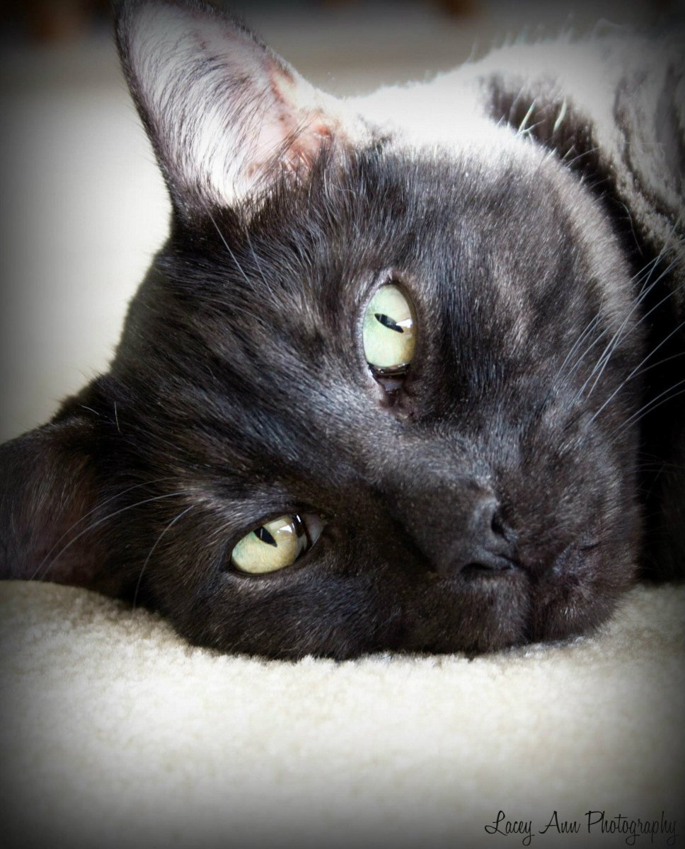 Кошка с азиатскими глазами