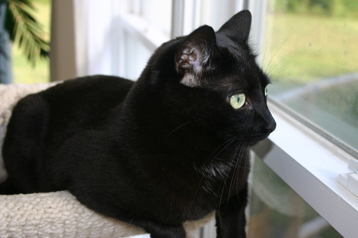 Азиатская кошка черная