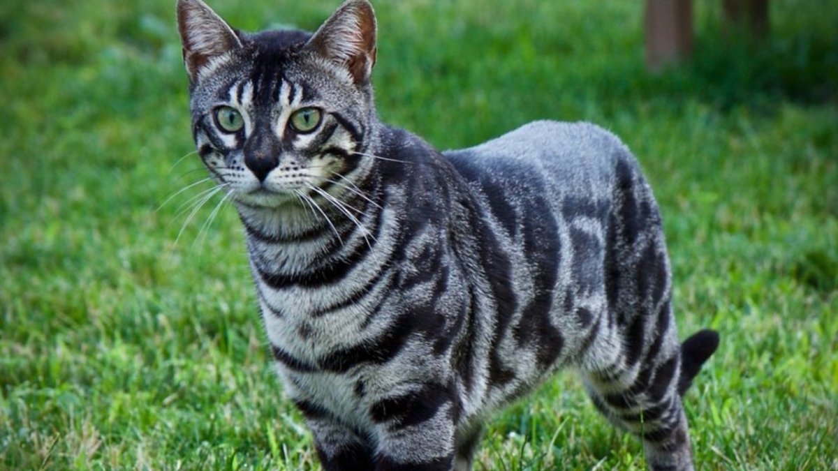 Бенгальская кошка табби